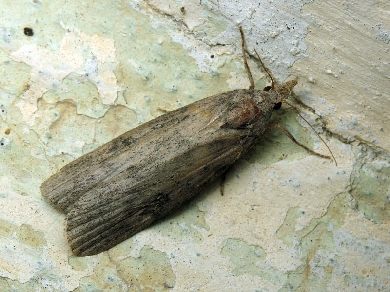 Pyralidae